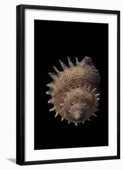 Galeoastraea Millegranosa-Paul Starosta-Framed Photographic Print