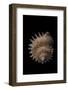 Galeoastraea Millegranosa-Paul Starosta-Framed Photographic Print