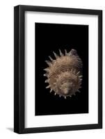 Galeoastraea Millegranosa-Paul Starosta-Framed Photographic Print