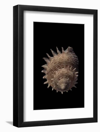 Galeoastraea Millegranosa-Paul Starosta-Framed Photographic Print