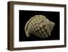 Galeodea Echinophora-Paul Starosta-Framed Photographic Print