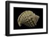 Galeodea Echinophora-Paul Starosta-Framed Photographic Print