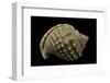 Galeodea Echinophora-Paul Starosta-Framed Photographic Print