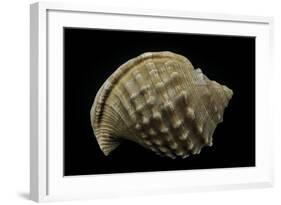Galeodea Echinophora-Paul Starosta-Framed Photographic Print