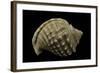 Galeodea Echinophora-Paul Starosta-Framed Photographic Print