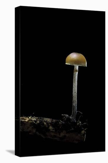 Galerina Marginata (Funeral Bell)-Paul Starosta-Stretched Canvas