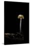 Galerina Marginata (Funeral Bell)-Paul Starosta-Stretched Canvas