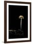 Galerina Marginata (Funeral Bell)-Paul Starosta-Framed Photographic Print