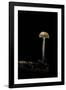 Galerina Marginata (Funeral Bell)-Paul Starosta-Framed Photographic Print