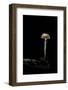 Galerina Marginata (Funeral Bell)-Paul Starosta-Framed Photographic Print