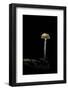 Galerina Marginata (Funeral Bell)-Paul Starosta-Framed Photographic Print