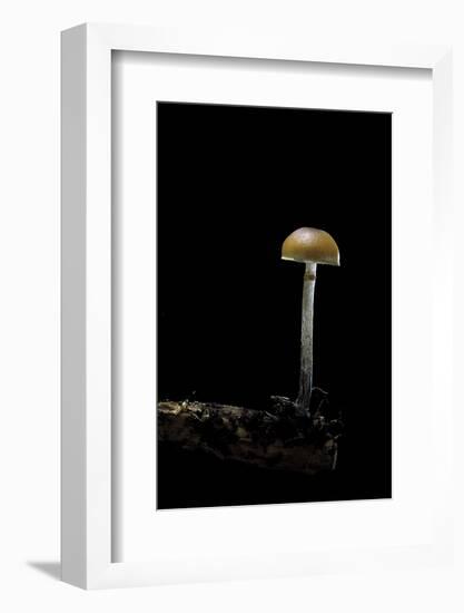 Galerina Marginata (Funeral Bell)-Paul Starosta-Framed Photographic Print