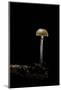 Galerina Marginata (Funeral Bell)-Paul Starosta-Mounted Photographic Print