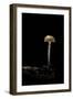 Galerina Marginata (Funeral Bell)-Paul Starosta-Framed Photographic Print