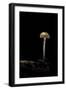 Galerina Marginata (Funeral Bell)-Paul Starosta-Framed Photographic Print