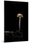 Galerina Marginata (Funeral Bell)-Paul Starosta-Mounted Photographic Print