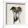 Galgo Espanol-Sally Muir-Framed Giclee Print