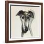 Galgo Espanol-Sally Muir-Framed Giclee Print