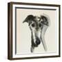 Galgo Espanol-Sally Muir-Framed Giclee Print