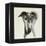 Galgo Espanol-Sally Muir-Framed Stretched Canvas