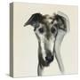 Galgo Espanol-Sally Muir-Stretched Canvas