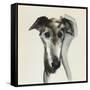 Galgo Espanol-Sally Muir-Framed Stretched Canvas