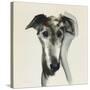 Galgo Espanol-Sally Muir-Stretched Canvas