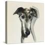 Galgo Espanol-Sally Muir-Stretched Canvas