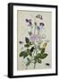 Galica Rose and Perennial Sweet Pea, Weevil, a Beetle and Butterflies-Thomas Robins Jr-Framed Giclee Print