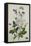 Galica Rose and Perennial Sweet Pea, Weevil, a Beetle and Butterflies-Thomas Robins Jr-Framed Stretched Canvas