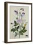 Galica Rose and Perennial Sweet Pea, Weevil, a Beetle and Butterflies-Thomas Robins Jr-Framed Giclee Print