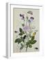 Galica Rose and Perennial Sweet Pea, Weevil, a Beetle and Butterflies-Thomas Robins Jr-Framed Giclee Print