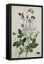 Galica Rose and Perennial Sweet Pea, Weevil, a Beetle and Butterflies-Thomas Robins Jr-Framed Stretched Canvas