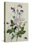 Galica Rose and Perennial Sweet Pea, Weevil, a Beetle and Butterflies-Thomas Robins Jr-Stretched Canvas