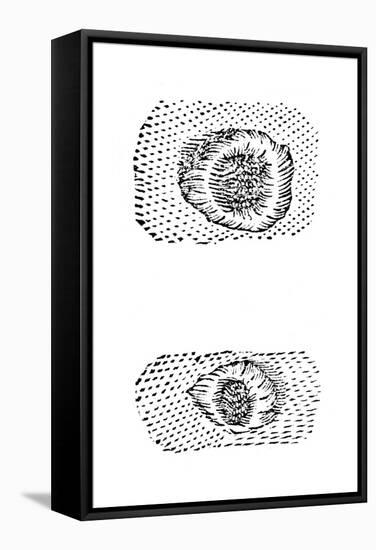 Galileo's Drawing of Lunar Craters, 1611-Galileo Galilei-Framed Stretched Canvas