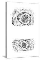 Galileo's Drawing of Lunar Craters, 1611-Galileo Galilei-Stretched Canvas