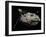Galileo Spacecraft Discovering Asteroid 243 Ida and its Moon, Dactyl-null-Framed Art Print