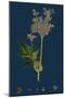 Galium Elatum; Common Great Bedstraw-null-Mounted Giclee Print