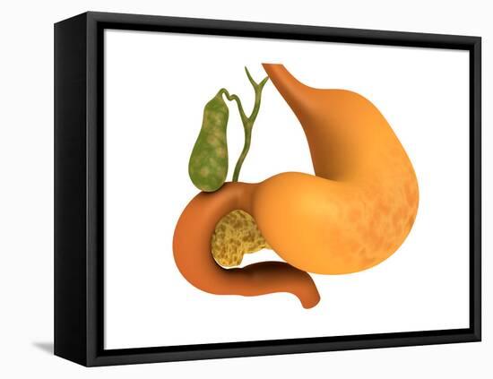 Gall Bladder with Stomach-null-Framed Stretched Canvas