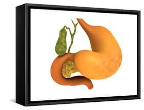 Gall Bladder with Stomach-null-Framed Stretched Canvas