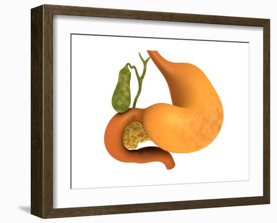 Gall Bladder with Stomach-null-Framed Art Print