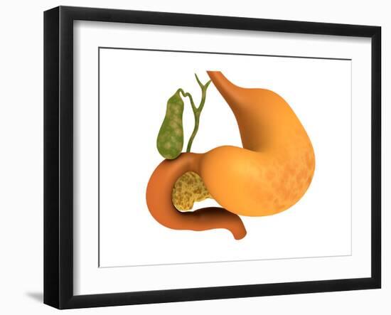 Gall Bladder with Stomach-null-Framed Art Print