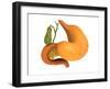 Gall Bladder with Stomach-null-Framed Art Print