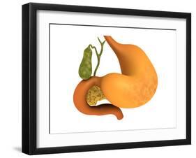 Gall Bladder with Stomach-null-Framed Art Print