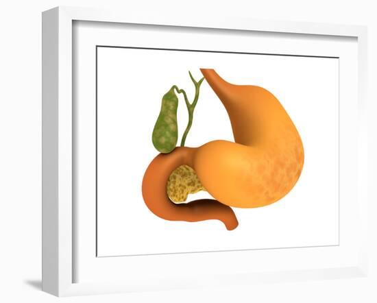Gall Bladder with Stomach-null-Framed Art Print