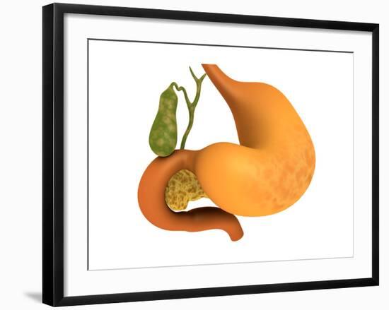 Gall Bladder with Stomach-null-Framed Art Print