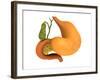 Gall Bladder with Stomach-null-Framed Art Print