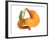 Gall Bladder with Stomach-null-Framed Art Print