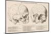 Gall's Phrenological System - the Skull Seen from Side and Front-null-Mounted Photographic Print