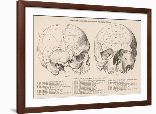 Gall's Phrenological System - the Skull Seen from Side and Front-null-Framed Photographic Print